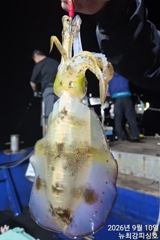 고구매~ 무시까지 손맛 중!!! 내일도 출동합니다!!!
