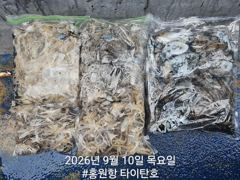 오늘의조황 - 9/10 홍원항 타이탄호 쭈꾸미 조황 - 홍원낚시프라자,배,선상낚시 전문