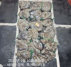 오늘의조황 - 9/10 목 [5물] 쭈꾸미/갑오징어 조항 입니다. - 루어파이터호