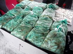[쭈꾸미·갑오징어] 9월10일 쭈.갑 조황 #인천쭈꾸미.갑오징어 먹물쭉쭉!! #인천뉴스타호