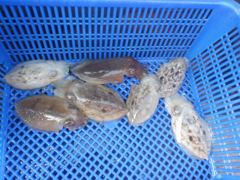 9/10 쭈.갑 조황