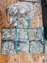 9월10일 남당항 동백호 주꾸미 조황
