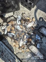 오늘의조황 - 9./9 쭈갑조황 - 홍원항 굿데이호,배낚시 전문