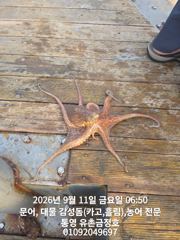 [통영] 통영 금정호 아침부터 문어가 쫙쫙 붙습니다 내일,일요일 자리있어…