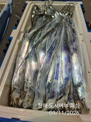 갈치한치조황++ - 11일새벽 갈치 대박으로 계속 갑니다 엄청 올라와요~!!오늘 예약가능