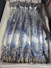 우~~와,씨알큰칼치너무너무많아 퍼담고역대급 초초대박~일,월,화욜예약가능~