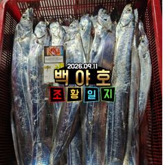 9.11 제주 백야호 갈치조황