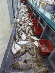 광어조황 글만 보기