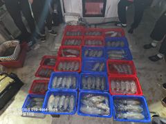 (거제온누리피싱)9월11일 팁런 무늬오징어 조황