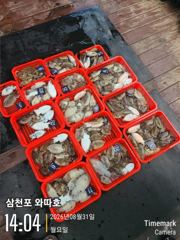 내일 토요일 갑오징어 자리있습니다
