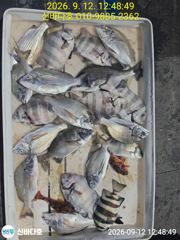 (南)남해조황 - 신지 신바다호 뺀지 올라옵니다