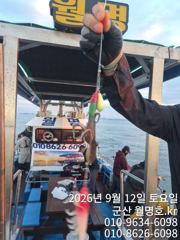 12일, 군산쭈꾸미~~실시간~점점 좋아지는 쭈구미~오전/오후반 운영~내일도 갑니다~군산낚시프라자 월명호