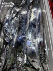 [준내만갈치]오랜만에 손맛많이보고~!! 월요일부터 예약가능합니다! 월화수자리널널합니다~
