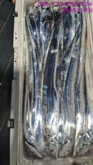 먼바다갈치 씨알이 극과극