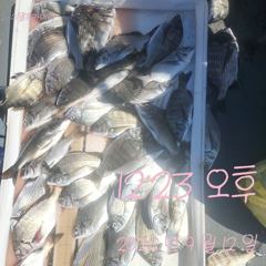 [고성] 12일 조황 꾸준합니다.~