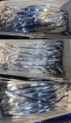 [진해] "준내만갈치"씨알급찾아~멀리 달립니다~!!(내일예약가능)