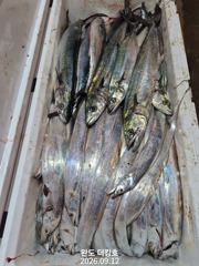 실시간 조황 - 완도더킹호 9월12일 갈치외줄 철수조황 입니다