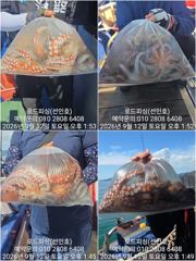 (南)남해조황 - (로드피싱)문어12일,마릿수 좋네요!(일요일 예약중)