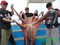 21인승 비너스호 대왕문어 23키로 대박