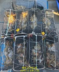 (문어)마릿수로 승부~중치급들 드글드글~고고써니호(13일 예약)