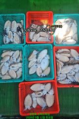 [사천] 12일 갑오징어 조황 (자리 여유)