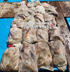 12일, 주간문어 170여수,평균 5~600g, 최고 1,6kg, 굿굿 망탱이 조황~내일도 출조합니다~군산 챔피언호