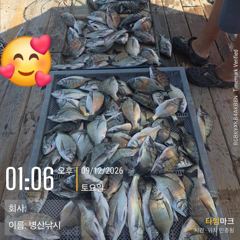 병산 감성돔35외 마리수 선상배및선외기 흘림조황~~