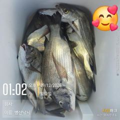 병산 감성돔37외 마리수 내만갯바위조황~~