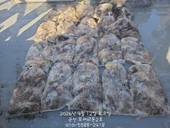 12일 쭈꾸미 망탱이 조황~~~~~