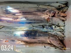 [진해] 갈치 텐빈 넣으면 대치입질! 내일 예약가능!
