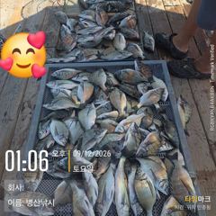 [고성] 병산 감성돔35외 마리수 선삿배및 선외기흘림조황~~