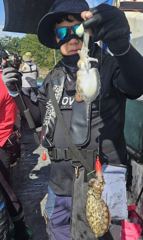 9월12일갑오징어낚시위주!갑오징어쌍걸이로연속히트조황요~사릿물에도잘~나와유~(14일월요일여유자리있네여~)