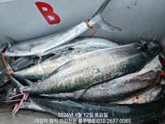 12/토, 오후타임ㅡ오후도 많은 대삼치들의 격돌!