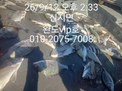 감성돔 찌낚시 입니다
