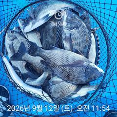 삼천포 내만권 감성돔