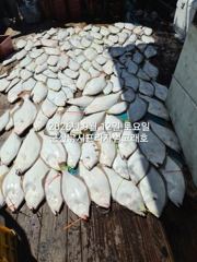 9월12일 군산 범고래호 광어 날이면 날마다 잘나와줍니다! 기세가 좋네요~ 군산낚시프라자