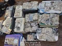 <쭈갑> 사릿물도 잘나옵니다! 마릿수 씨알까지 너무 좋아지고 있습니다! 다음주 평일 자리 여유 있습니다!