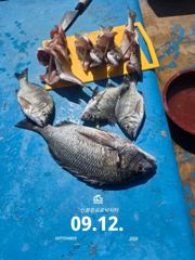 4시간전 [사천] 삼천포 산분령 유료낚시터 9/12 조황입니다 :)