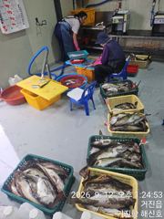 (東)동해조황 - (씨스타호) 12일 대 삼치 피딩 타임~~~