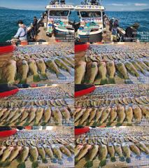 ♥붉바리들..이정도는 잡아봐야지요 대박 붉바리조황입니다[2026년09월12일 ] ◎ 해마루호가 뜨는이유? 조황때문이죠 ◎ 핵심포인트: 바로진입.. 바로히트.. ◎ 차원이 다른 조황으로 모십니다 ▣ 요즘 붉바리낚시가 대세입니다