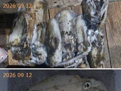 2시간전 [제주] 9월 12일 제주포세이돈호 갈치조황 입니다