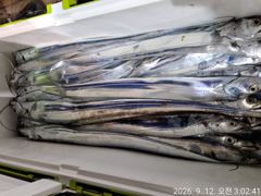 9월12일입항 대갈치 조황소식입니다