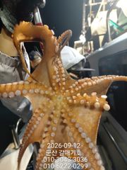 9월12일 토요일 갈매기호 실시간!!!