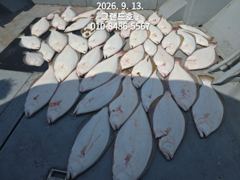 9월12일 "대광어"~광어가 많기는 많은가 봅니다~생활낚시로도 대박 ~~군산낚시프라자 그랜드호