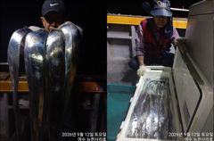 [뉴-한사리호]12일철수 갈치 씨알+마릿수 조황입니다