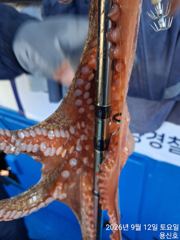 일요일출항확저잘일요일출항확저자리 에유