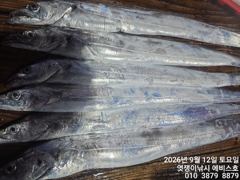 은빛 돼지 갈치 씨알급으루다 월 화 자리