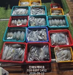팁런무늬오징어 11일 금요일 출조조황입니다