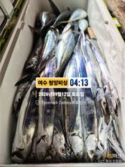 여수 청양피싱 9월12일 입항조황