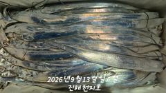 2026년 09월 12일 토요일 내만갈치 조황